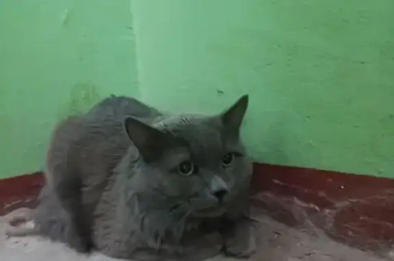 Объявления о пропавших и найденных животных, Нижний Новгород, фото: Кошка найдена: Верхнепечёрская 4 к1