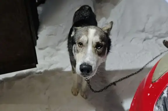 Найдена собака, Лысьва, фото: Найдена собака, ул. Тимирязева, 14, Лысьва