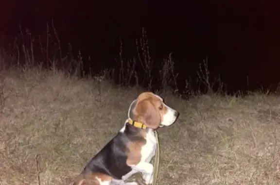 Пропала собака, Сырское, Липецкая обл. - photo