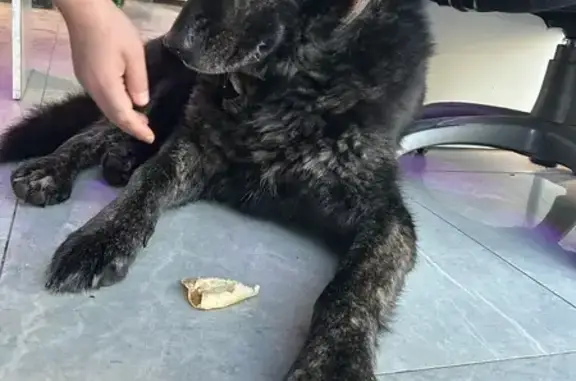 Найдена собака, Санкт-Петербург, фото: Собака найдена: Пражская ул., 10 к2, СПб