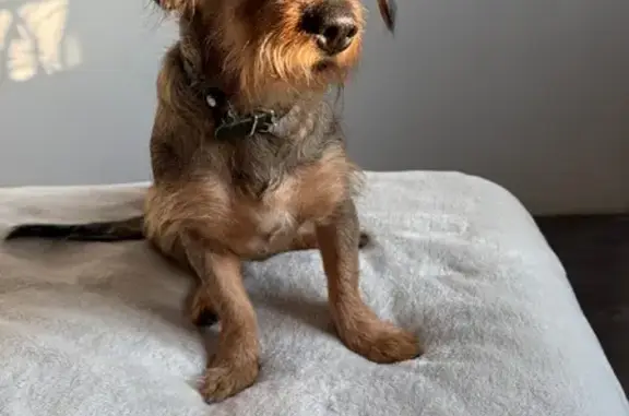 Найдена собака, Толмачево, фото: Найдена собака на Советской, 95, Толмачёво