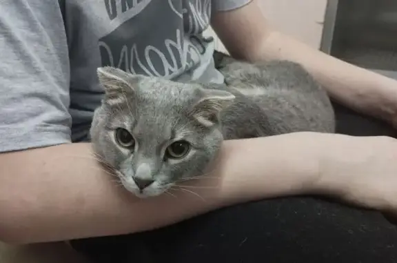 Найдена кошка, Бердск, фото: Кот найден: Лунная ул., 22А, Бердск