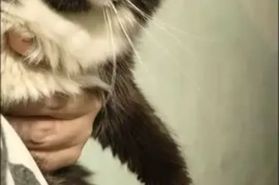 Найдена кошка, Псков, фото: Кошка найдена: Рижский пр., 67, Псков