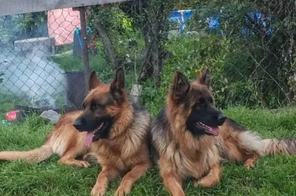 Пропали овчарки, СНТ Судостроитель, Водники - photo