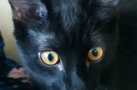 Найдена кошка, Новосибирск, фото: Котёнок найден на Саввы Кожевникова, 17