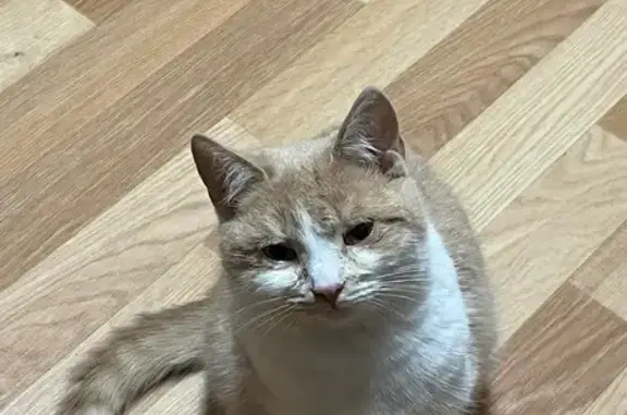 Пропала кошка, Спартаковская 31, Яр. - photo