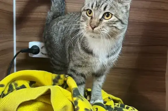 Найдена кошка, Сосновка, фото: Кошка найдена: Владивостокское ш., 13К