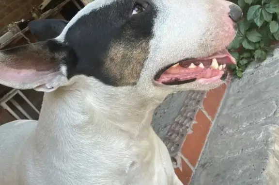 Пропала собака, Гражданская 12, Павловская - photo