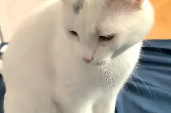 Пропала белая кошка, Депутатская ул., Майкоп - photo