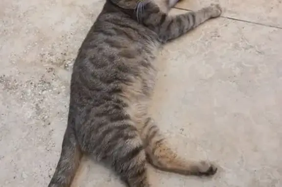 Найдена кошка, Уфа, фото: Кошка найдена у Театра кукол, Уфа