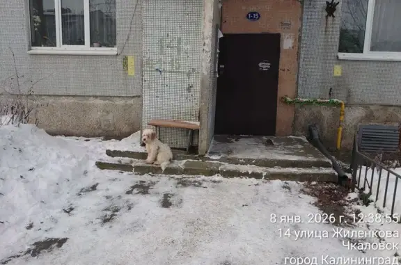 Найдена собака, Калининград, фото: Найдена собака, ул. Жиленкова, 14, Калининград