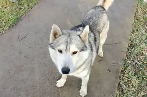 Найдена собака, Афипский, фото: Собака найдена: Краснодарская 31, Афипский