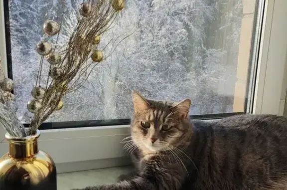 Пропала кошка, Селятино, Больничная ул. - photo