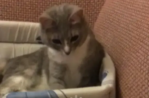 Пропала кошка, ул. Островского, Сургут - photo