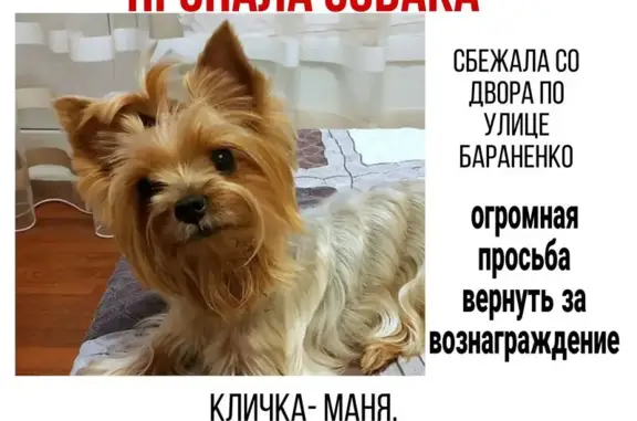 Пропала собака, ул. Бараненко, Краснодар - photo