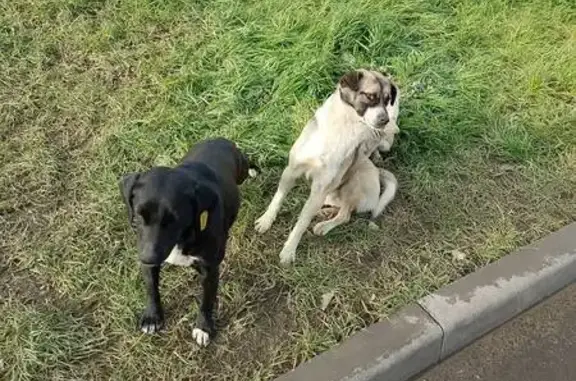 Найдена собака, Афипский, фото: Собака найдена: ул. Ленина 54А, Афипский