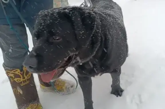 Найдена собака, Пущино, фото: Найден лабрадор в Пущино, бульвар Иерусалимского