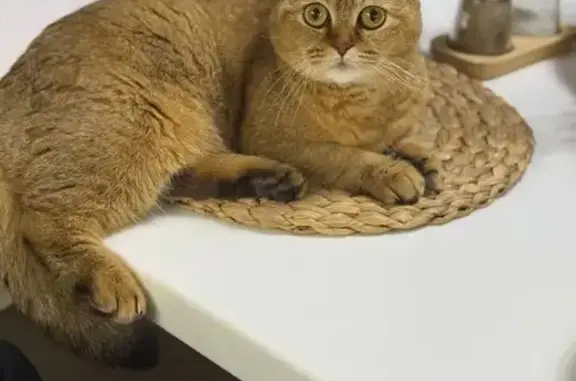 Пропала кошка Миша, Видное, 2-я ул. - photo