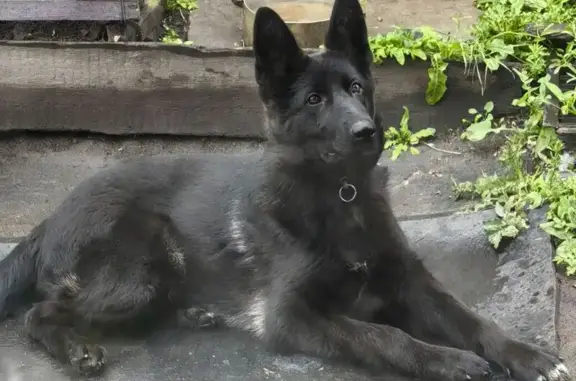 Пропала собака, Черногорск, Украинская 29 - photo