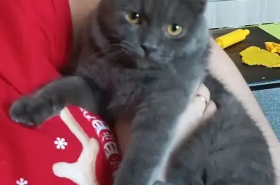 Пропала кошка, ул. Акад. Сахарова, Казань - photo