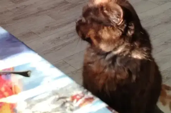 Пропала кошка на Ставского, 21, Ростов - photo