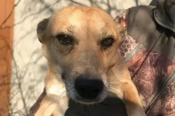 Пропала собака, Солнечная 5, Сиб. Огни - photo