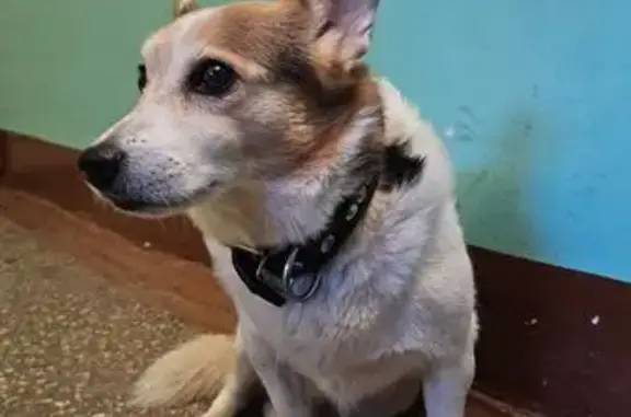 Найдена собака, Вологда, фото: Собака найдена, Вологда, ГПЗ-23, д. 2