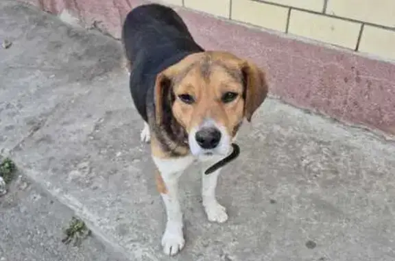 Найдена собака, Краснодар, фото: Собака найдена: ул. Лавочкина, Краснодар