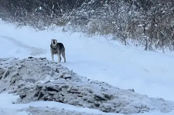 Найдена собака, Шушары, фото: Найдена собака, Шушары