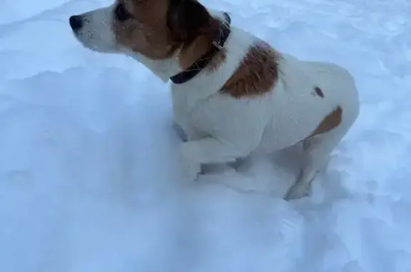 Найдена собака, Санкт-Петербург, фото: Собака найдена: СПБ, ул. Севастьянова
