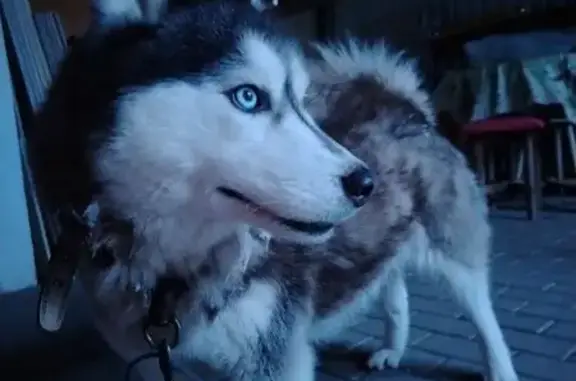 Найдена собака, Среднеуральск, фото: Собака найдена: ул. Кирова, Среднеуральск