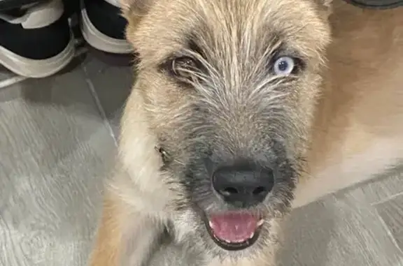 Найдена собака, Новочебоксарск, фото: Найдена собака, ул. Винокурова, 22, Новочебоксарск