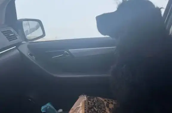 Пропала собака, Козельск, Садовая 16 - photo