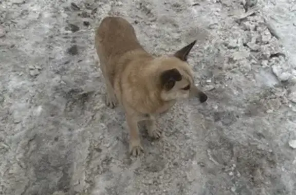 Найдена собака, Самара, фото: Собака найдена, Самара, 9-я просека, 5-я линия