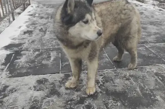 Хаски найдена на Самарской улице, Волгоград - photo