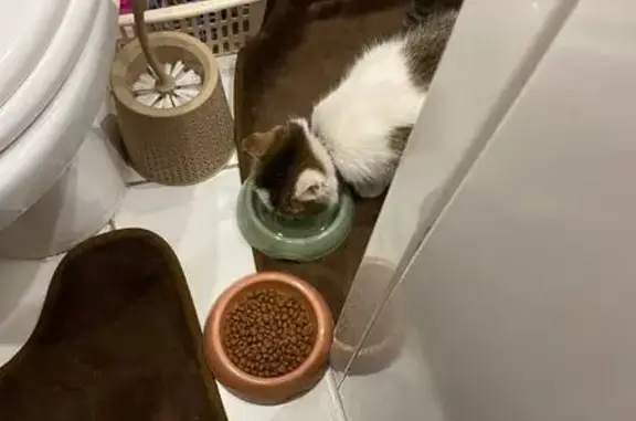 Пропала кошка, ул. Усова 52, Томск - photo