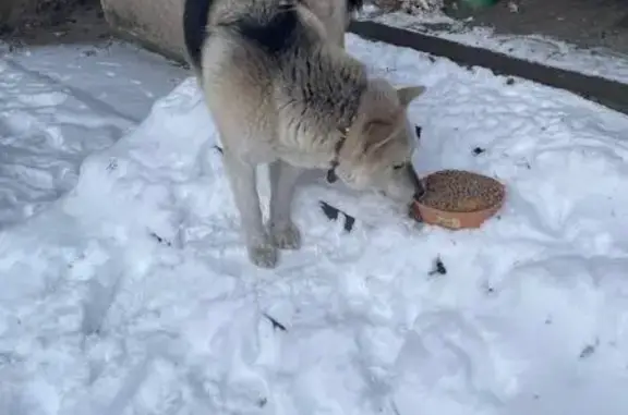 Найдена собака, Псков, фото: Собака найдена: ул. Алтаева 11, Псков