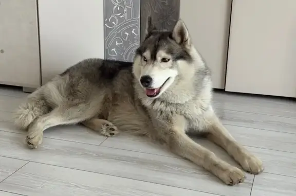 Найдена собака, Мытищи, фото: Найдена хаски, ул. Попова 3, Мытищи