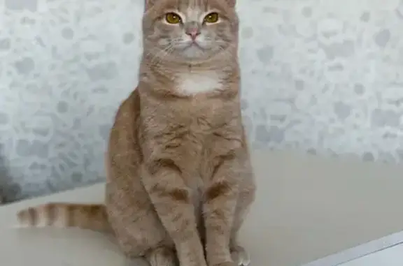 Потерянные животные Петропавловск-Камчатский, фото: Пропала кошка, Владивостокская ул., ПК.