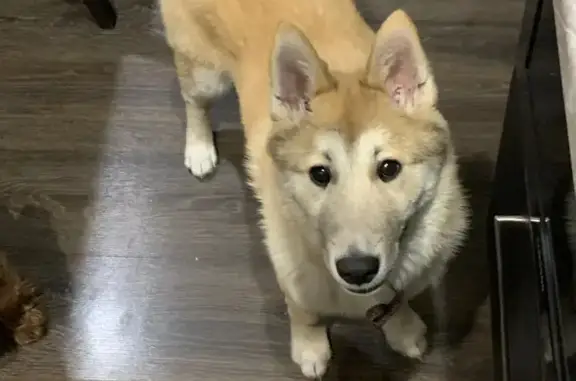 Пропала собака в Пасеговском, Кировская обл. - photo