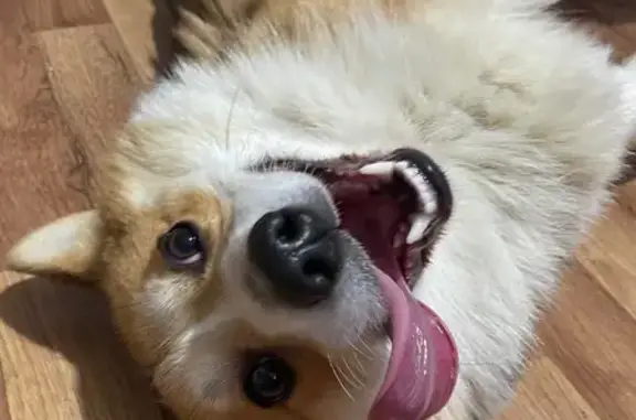 Найдена собака, Смоленск, фото: Смоленск: найден молодой пёс на поляне