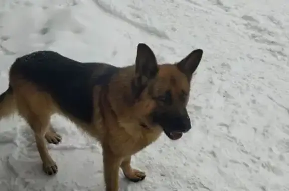 Найдена собака, Киров, фото: Собака найдена у парка, Фурманова 3, Киров