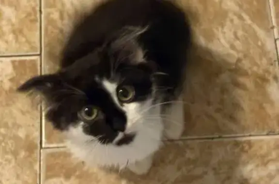 Найдена кошка, Воронеж, фото: Котик найден: ул. Шишкова, 105, Воронеж