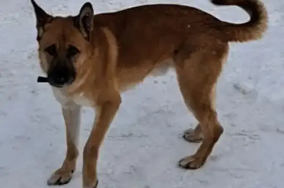 Собаки потеряшки, Ульяновск, фото: Потеряшка собака на Первомайской, 55А