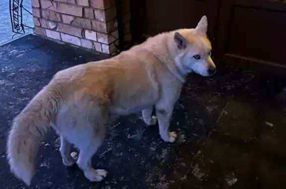 Найдена собака, Уфа, фото: Хаски найдена, ул. Бакалинская 66/2, Уфа