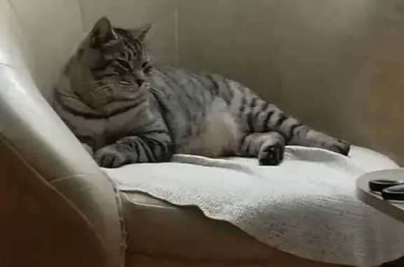 Кошки потеряшки, Лаврово, фото: Потеряшка кошка, Новая ул., Лаврово