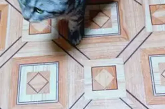 Найдена кошка, Ахтубинск, фото: Кошка найдена: Волгоградская, 5, Ахтубинск