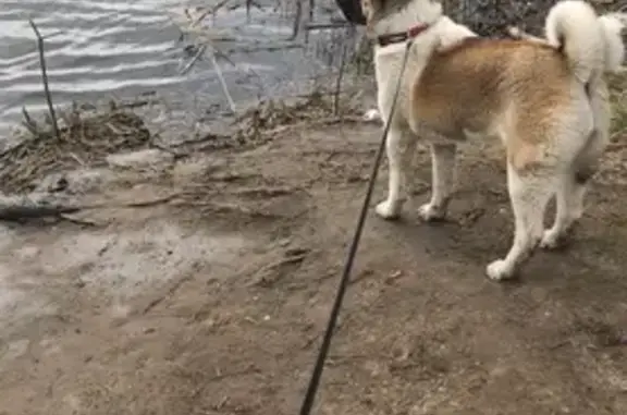 Пропала собака в СНТ Созидателей, Ульяновск - photo