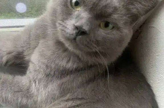 Пропала кошка, 45-я линия, 20, Ростов-на-Дону - photo