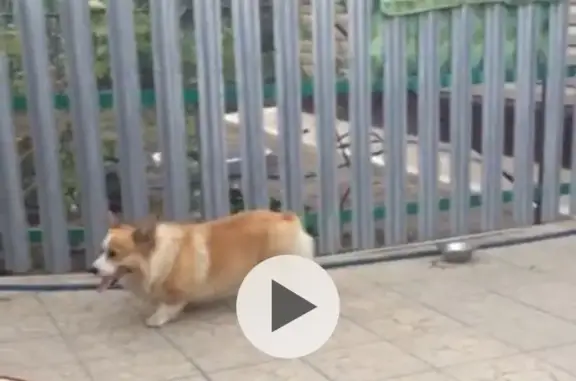 Пропала собака, ул. Воровского, Тихорецк - photo